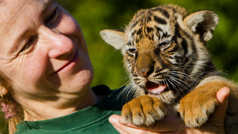 Illustration for article titled What's Cuter Than A Tiger Cub? Tiger Quadruplets